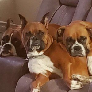 Mom to 3 Boxers
